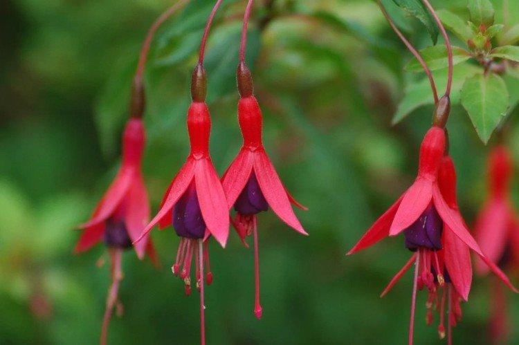 Fuchsia - photo