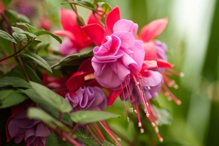 Fuchsia - photo