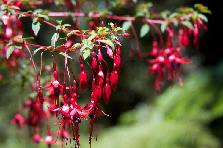 Fuchsia de Magellan