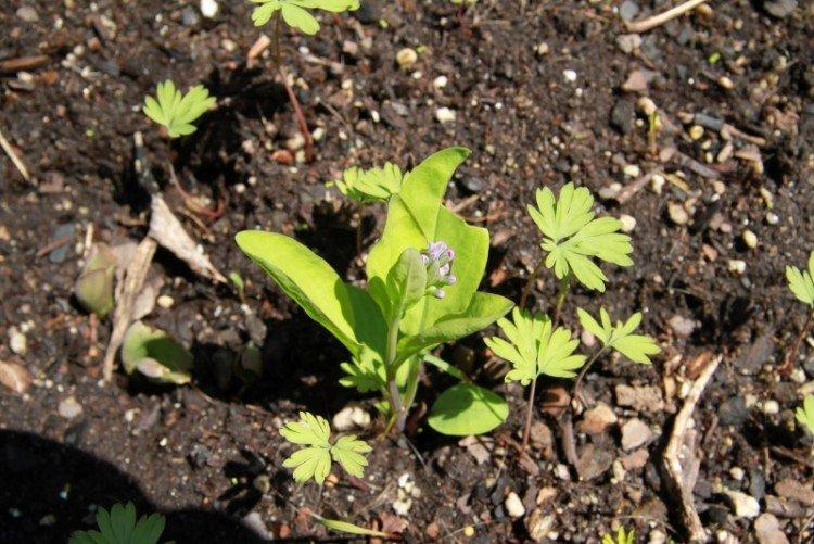 Plantation et sélection