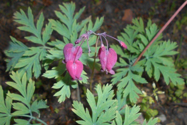 Lutte contre les parasites et les maladies