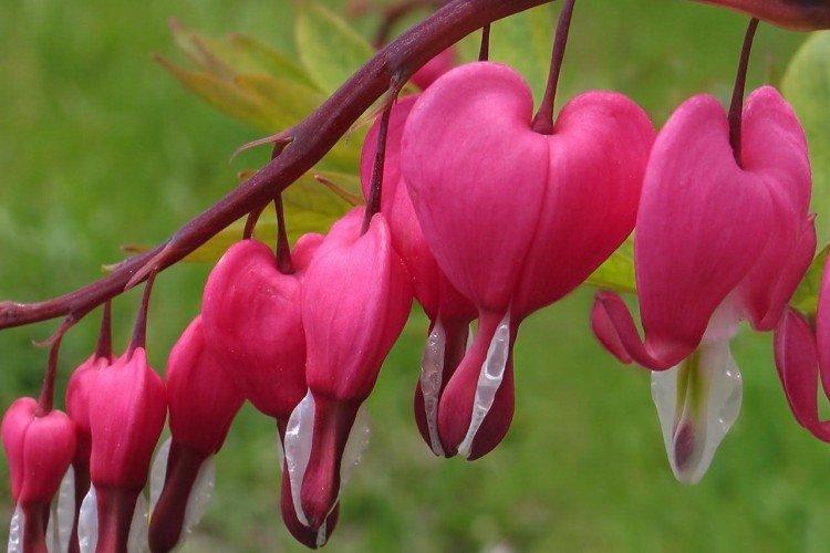 Dicentra - photo