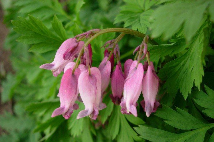 Dicentra - photo