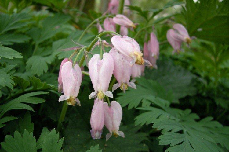Dicentra - photo