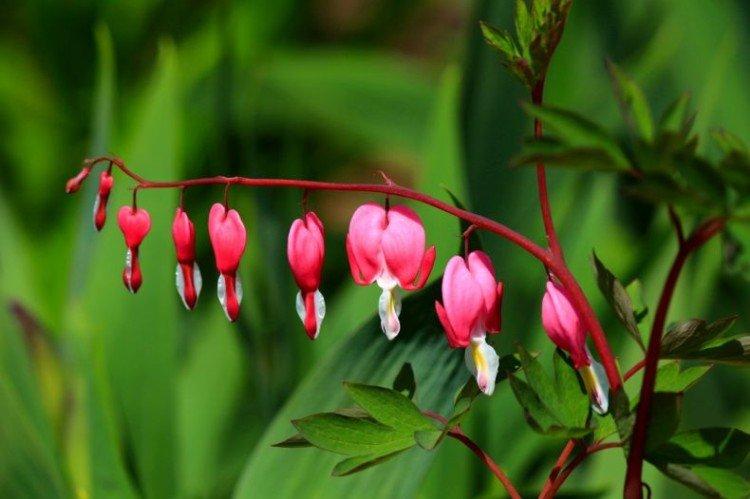 Dicentra - photo