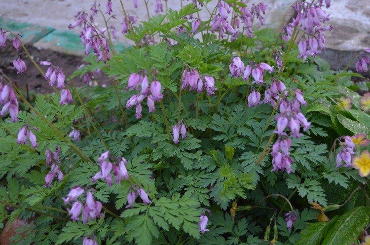 Dicentre exceptionnel