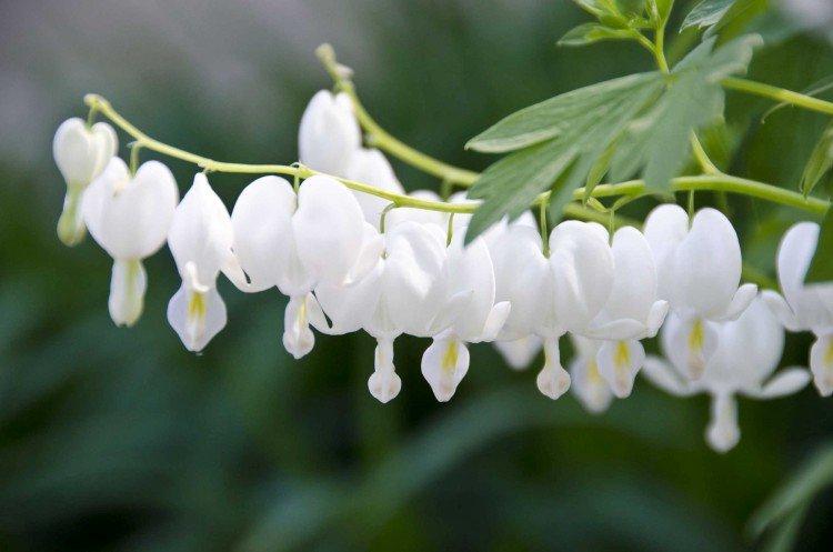 Dicentra - photo