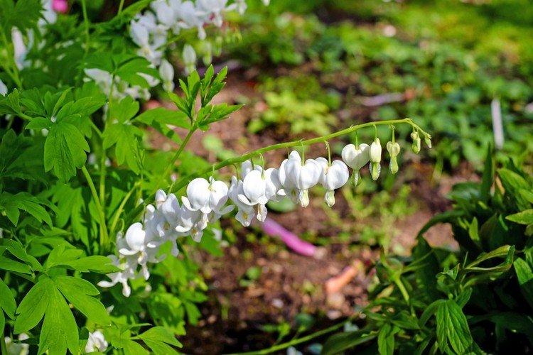 Dicentra - photo