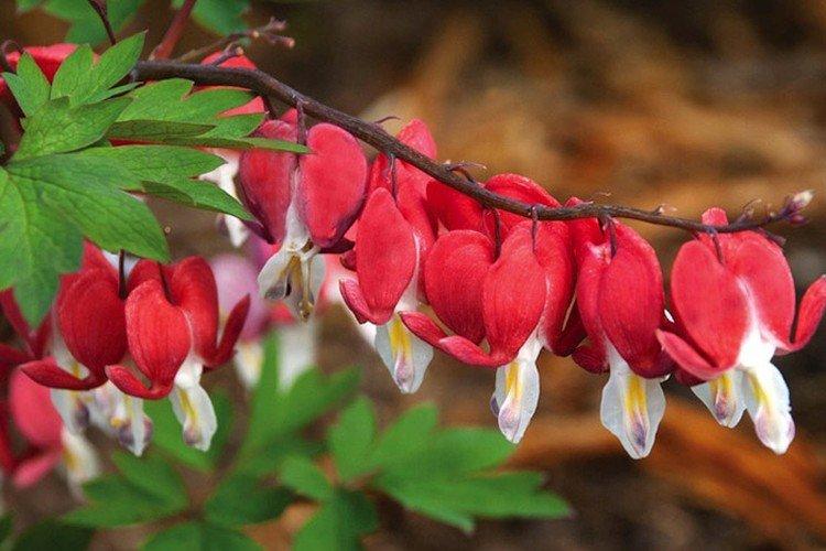 Dicentra - photo