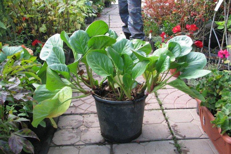 Plantation et sélection