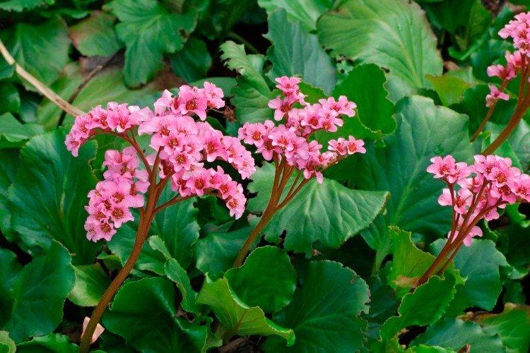 Encens à feuilles épaisses