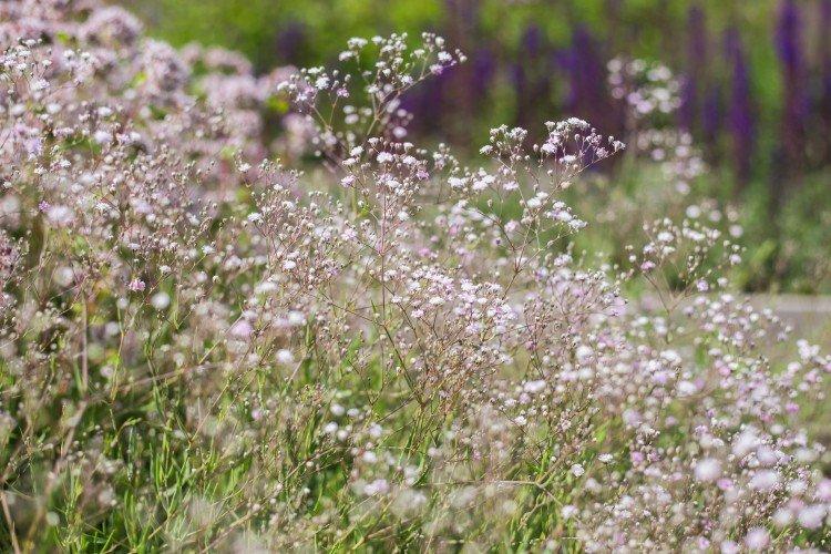 Gypsophile - photo