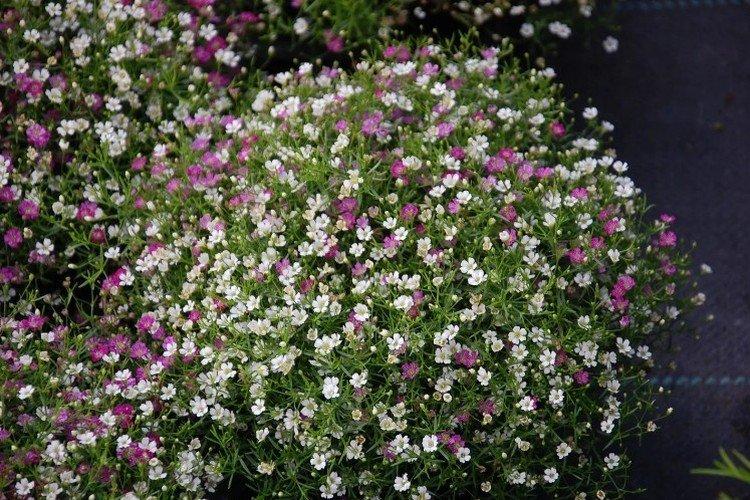 Gypsophile - photo