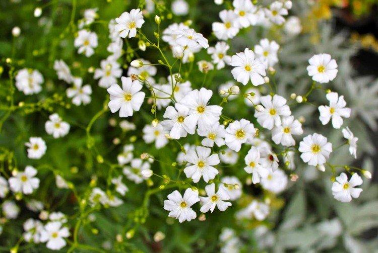 Gypsophile - photo