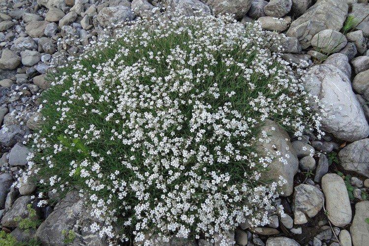 Gypsophile - photo
