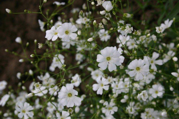 Gypsophile gracieuse