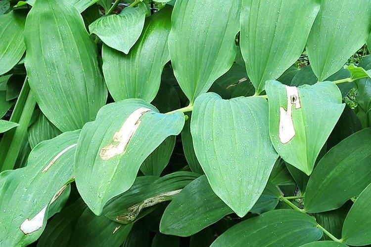 Lutte contre les parasites et les maladies