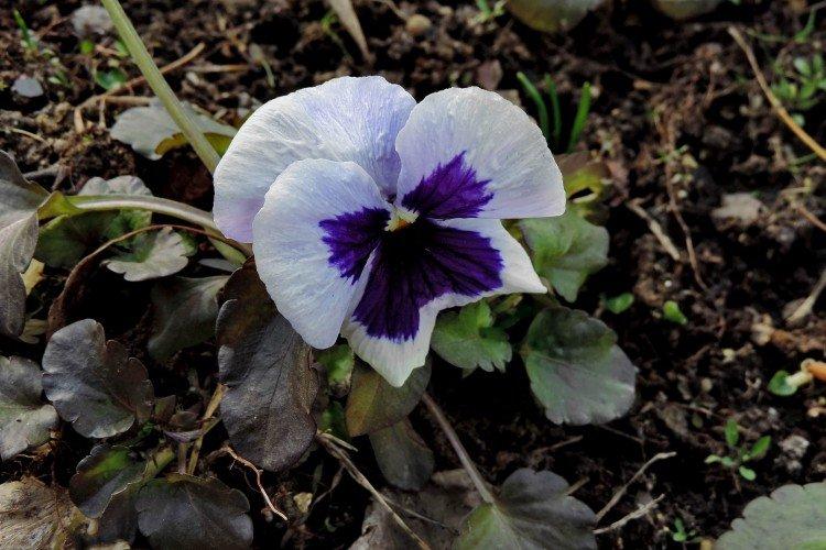 Lutte contre les parasites et les maladies