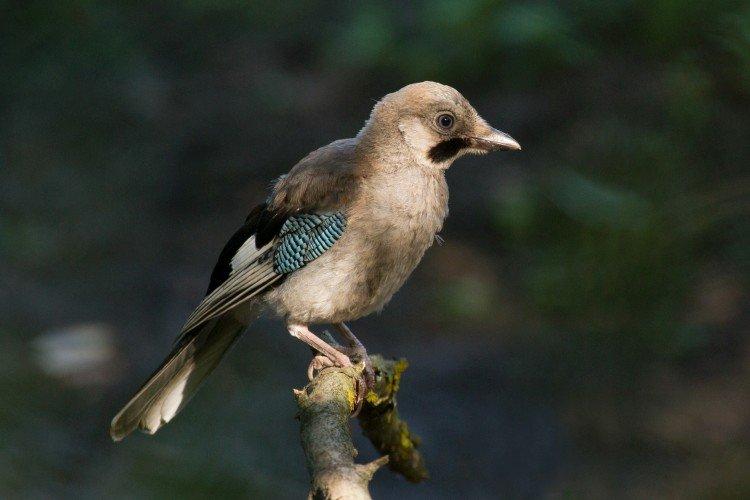 Juvéniles : différences