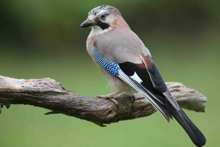 Geai - photo d'oiseau