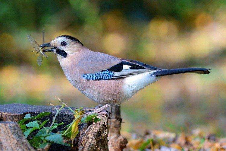Geai - photo d'oiseau