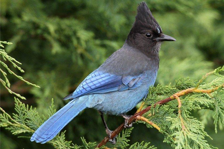 Geai - photo d'oiseau