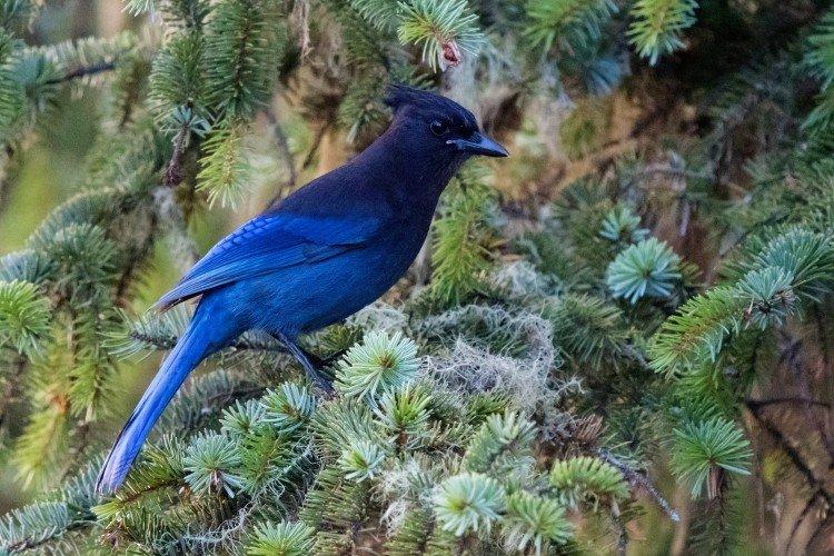 Geai - photo d'oiseau