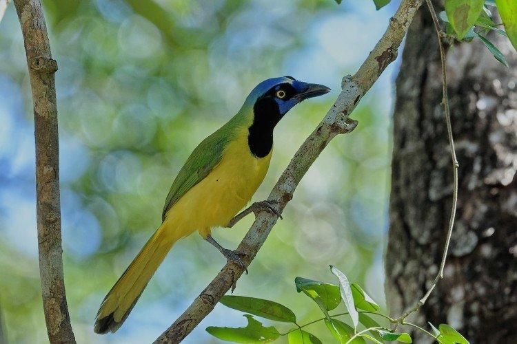 Geai - photo d'oiseau