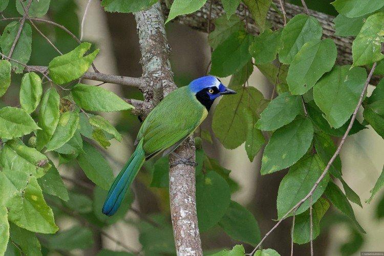 Geai - photo d'oiseau