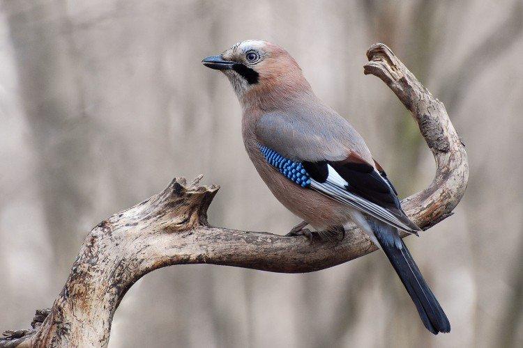 Geai - photo d'oiseau