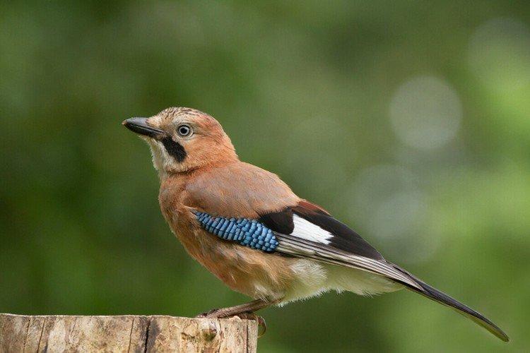 Geai - photo d'oiseau