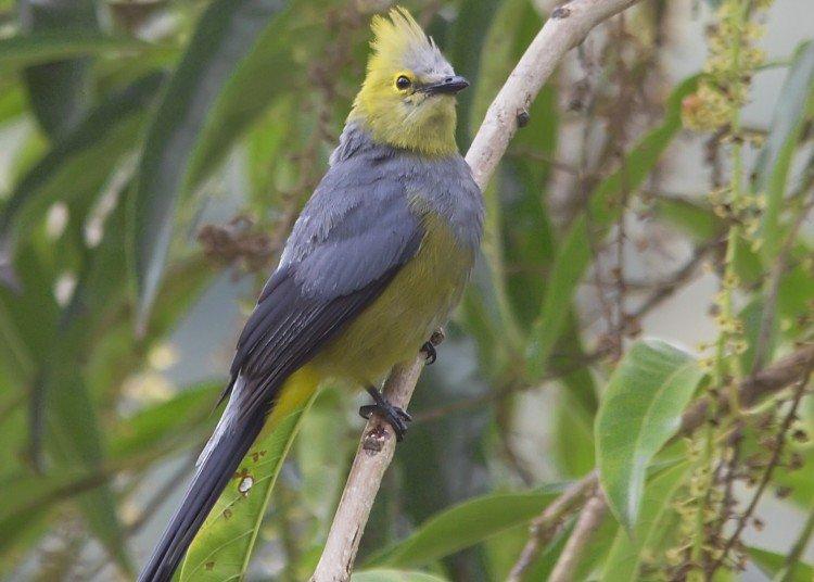 Jaseur à longue queue