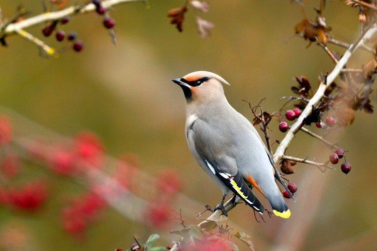 Jaseur - photo d'oiseau