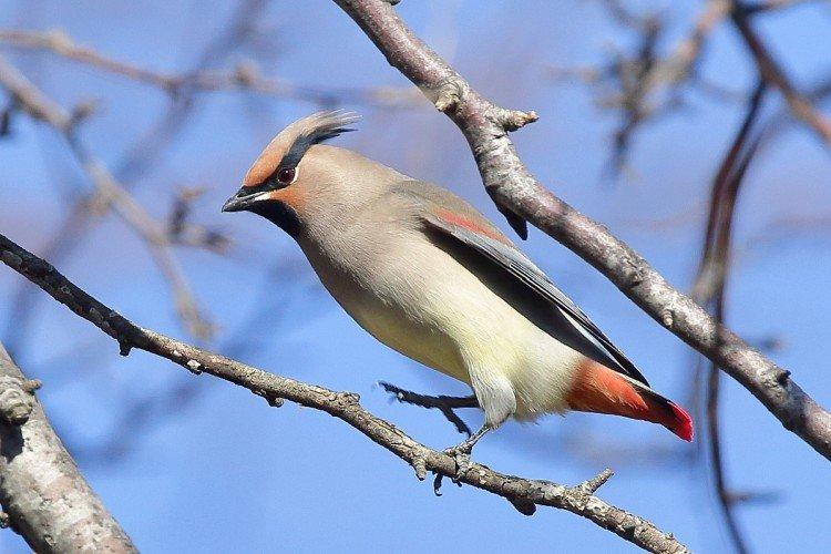 Jaseur - photo d'oiseau