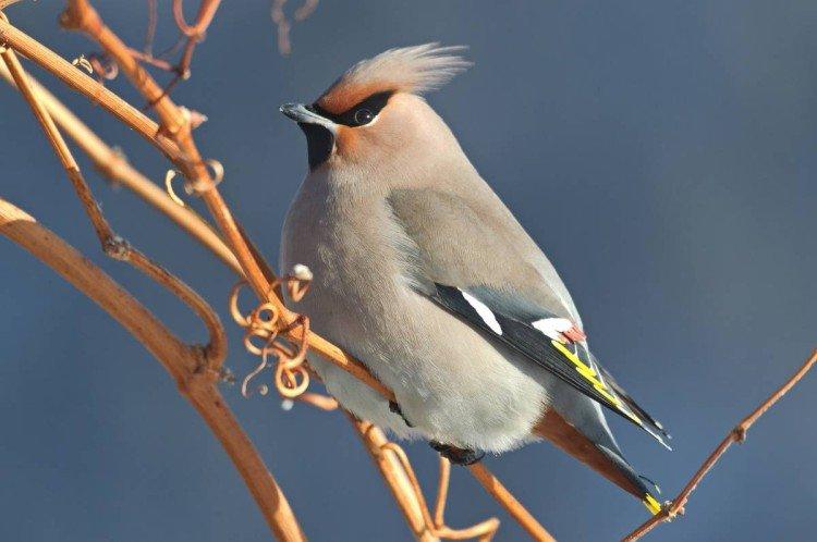 Jaseur - photo d'oiseau