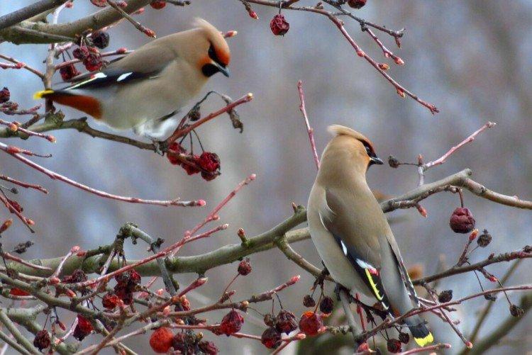 Jaseur - photo d'oiseau