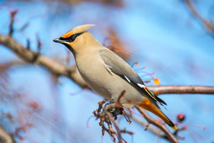 Jaseur - photo d'oiseau