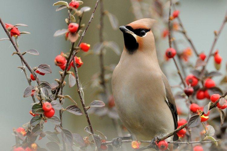 Jaseur - photo d'oiseau