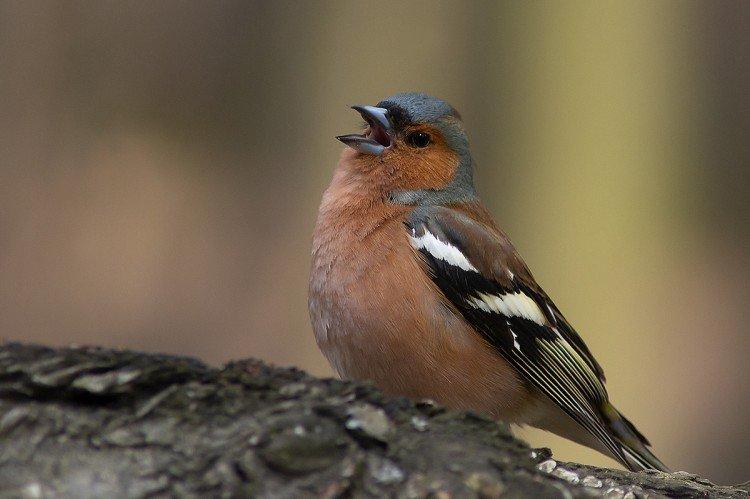 Pinsons - photo d'oiseau