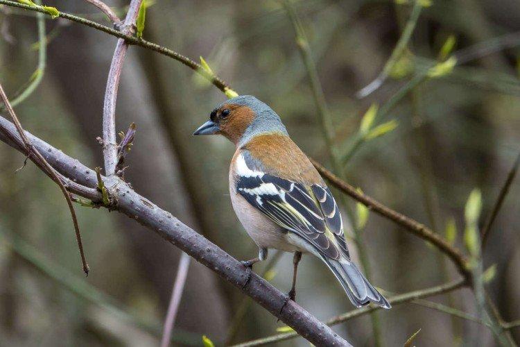 Pinsons - photo d'oiseau