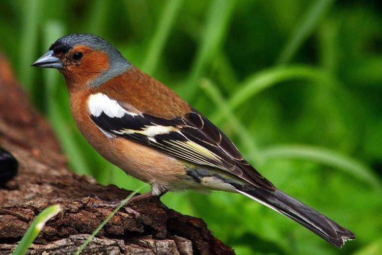 Pinsons - photo d'oiseau