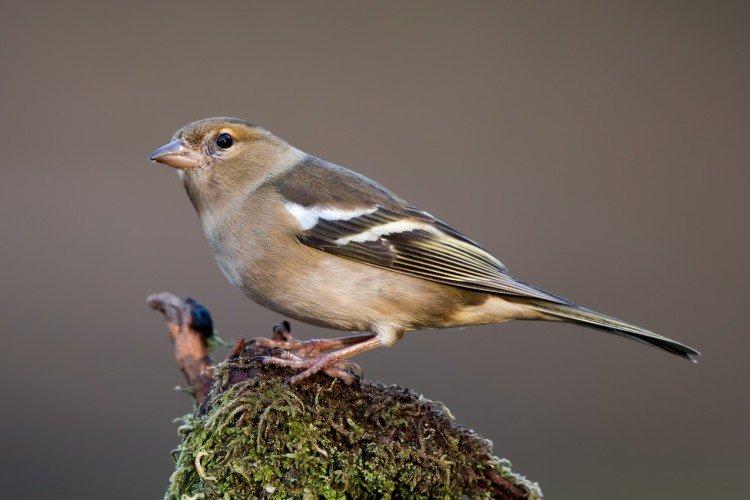 Pinson mâle et femelle: différences