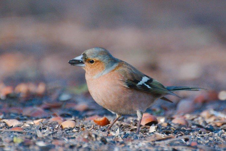 Pinsons - photo d'oiseau