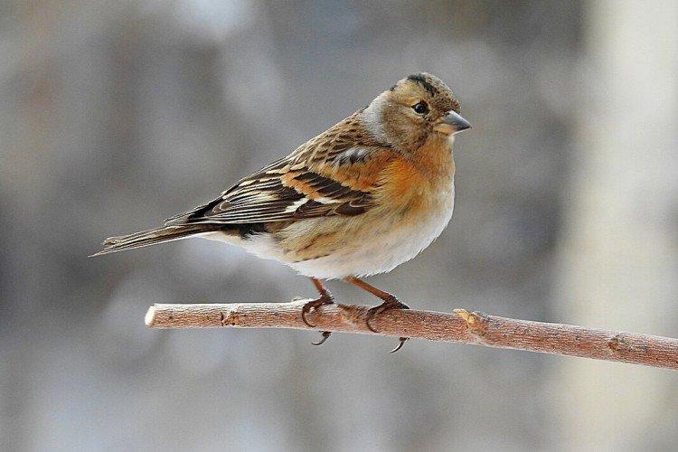 Pinsons - photo d'oiseau