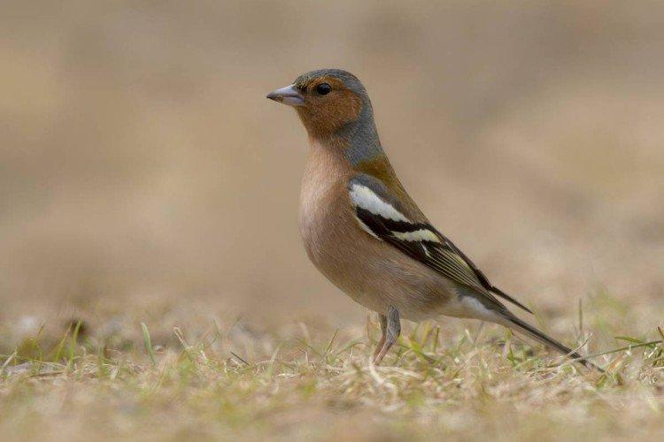 Pinsons - photo d'oiseau