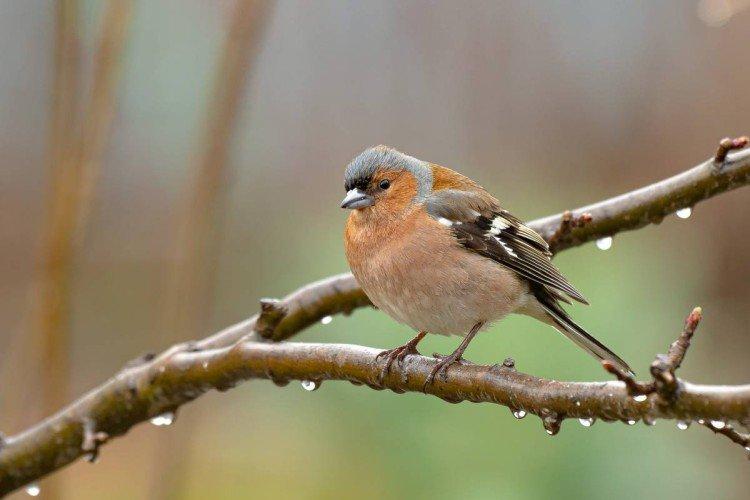 Pinsons - photo d'oiseau