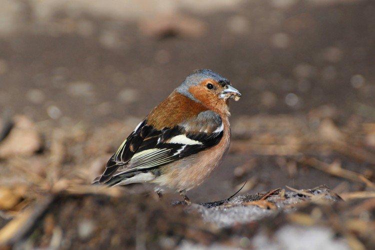 Pinsons - photo d'oiseau