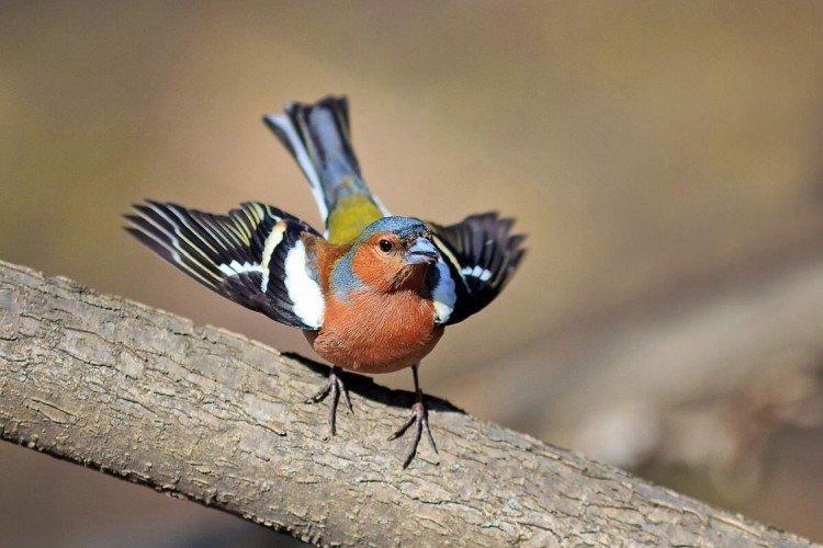 Pinsons - photo d'oiseau