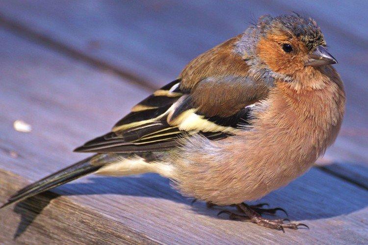 Pinsons - photo d'oiseau