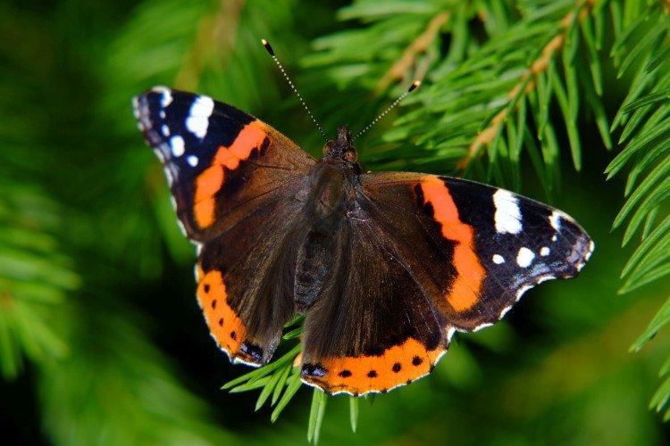 Papillon amiral - photo